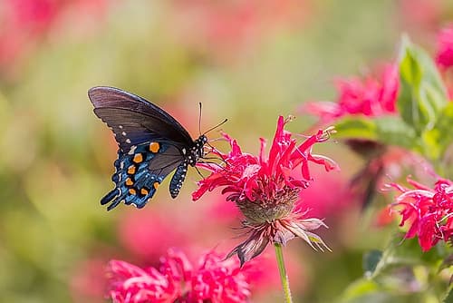 Pipevine Swallowtail on Scarlet Bee Balm-Marion County-Illinois Nature Print